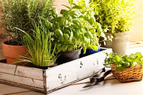 Какие пряные травы можно вырастить на подоконнике?