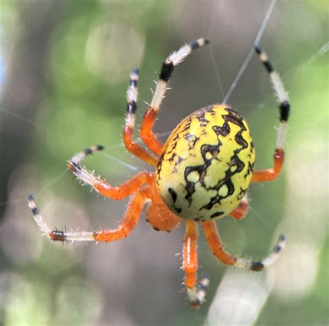 Orange Spider