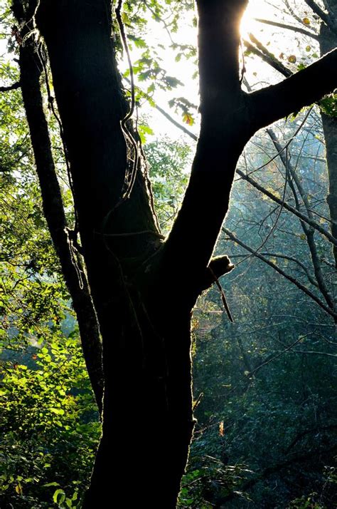 Free Images Tree Nature Forest Grass Branch Sunlight Leaf