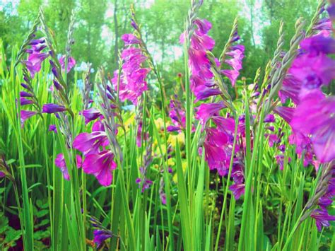 Выращивание гладиолусов в открытом грунте: фото, видео