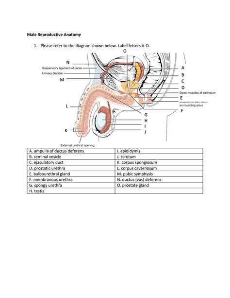 SOLUTION: Male reproductive anatomy - Studypool