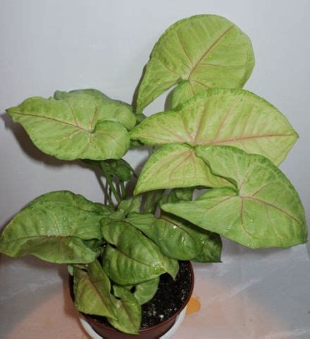 Сингониум Боб Алюжн Фото – Telegraph