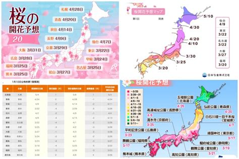 【2023日本櫻花預測】日本櫻花季賞櫻情報更新＆賞櫻行程安排重點攻略 Mimi韓の旅遊生活