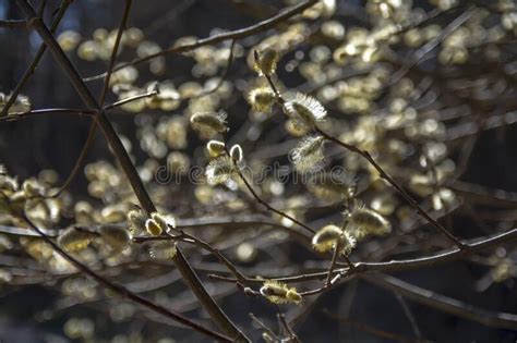 Pussy Willow Branches With Catkins Stock Image Image Of Beautiful