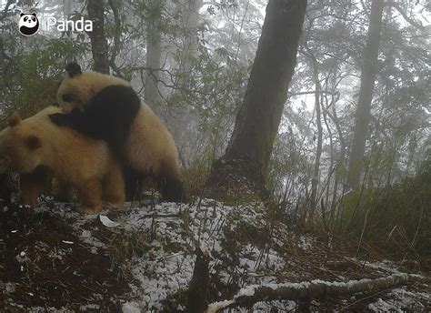 Rare White Panda Spotted In Sichuan Province Of China, Believed To Be ...