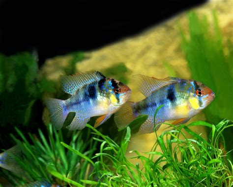 10 Compatible German Blue Ram Tank Mates - Build Your Aquarium