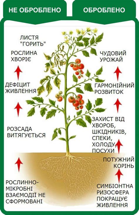 Стимулятори та регулятори росту рослин
