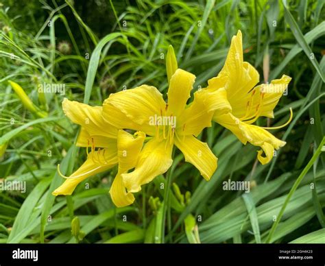 The beautiful yellow daylilies in the garden Stock Photo - Alamy