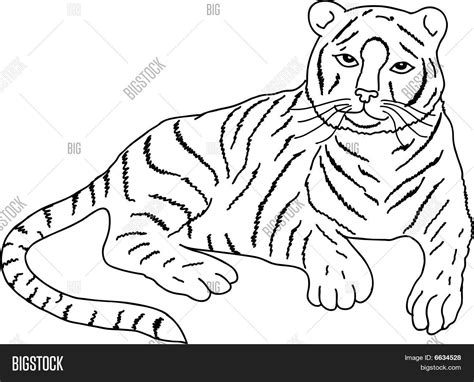 Drawing Lying Tiger Vector And Photo Free Trial Bigstock