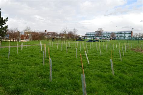 Hornchurch High School Hornchurch High Plants Over 100 Trees