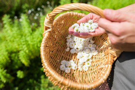 Wecandoo Visitez Une Ferme De Plantes M Dicinales Et Composez Votre