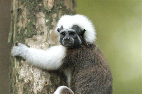 Descubre el animal más extraño de Colombia Reefcentral org