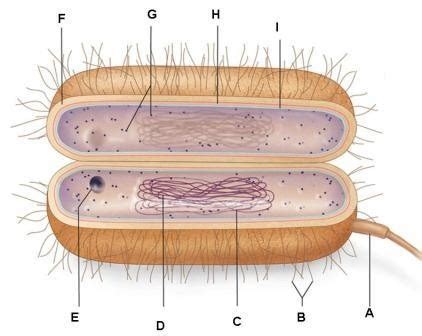 Biology Ii Mid Term Exam Review Flashcards Quizlet