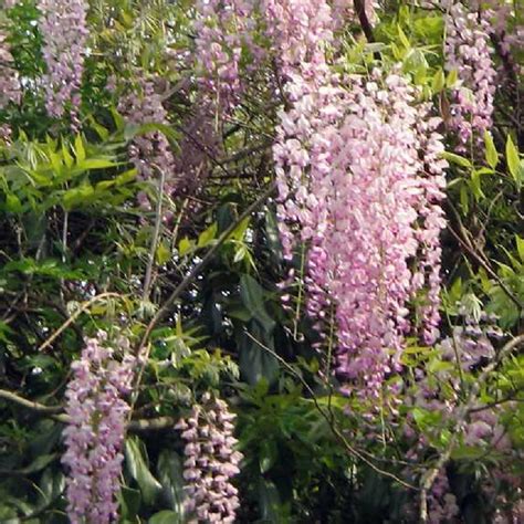 WISTERIA Floribunda Honbeni Rosea Glycine Du Japon WISTERIA