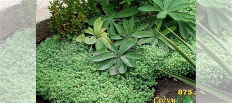 Газон без стрижки-Седум испанский,белый мох(оптом) купить в Москве ...