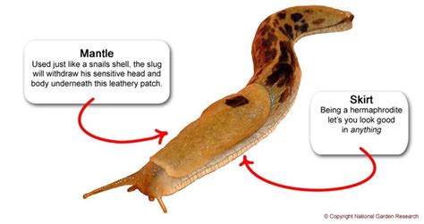 Slug anatomy, hover to hold | Snail without shell, Slugs, Anatomy