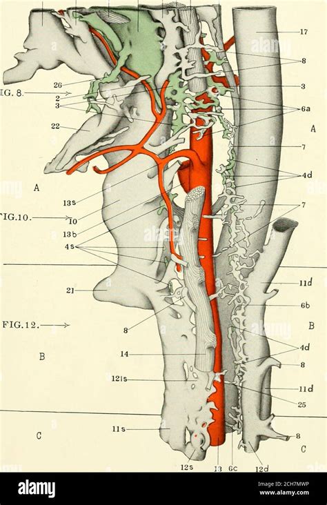 Segmental artery hi-res stock photography and images - Alamy