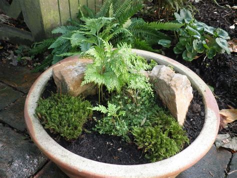Carrot Leaf Fern at Ina Pfarr blog