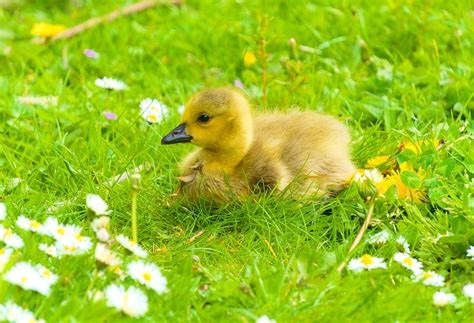 Baby Goose Gosling Free Photo On Pixabay Pixabay