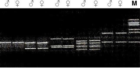 Figure From The Determination Of Sex Linked Molecular Markers With Random Amplified