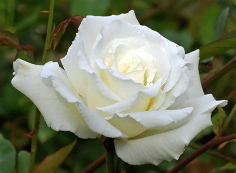 Купить саженцы роз в Крыму - питомник Наш Сад