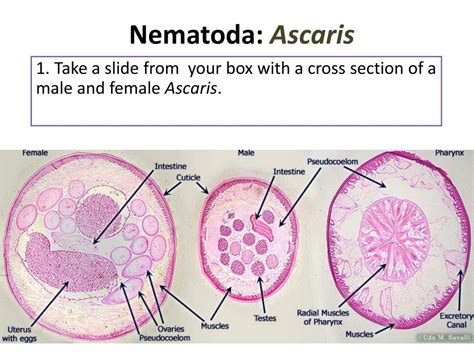 Ppt Laboratorio Parte 2 Filo Nematoda Y Otros Powerpoint Presentation Id2167628