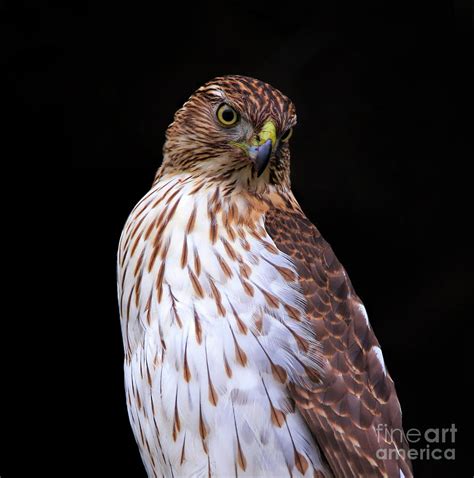 Juvenile Cooper's Hawk Photograph by Elizabeth Winter | Pixels