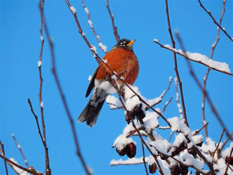 Do Robins Migrate and Fly South in Winter? - Birds and Blooms
