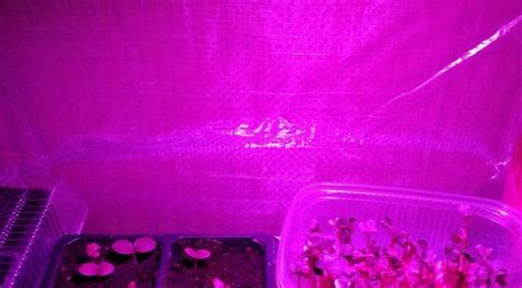 Фитосвет | Садовое обозрение