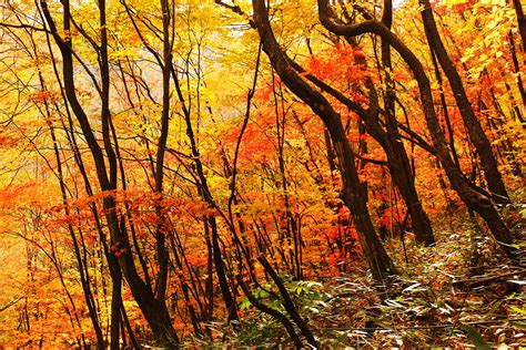 Fotos gratis paisaje árbol naturaleza bosque rama luz de sol