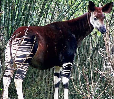 Okapi Zebra Giraffe Horse Mix