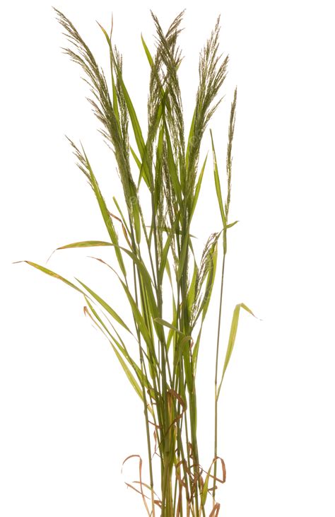 Grass White Background Close Up Young Plant White Background Png