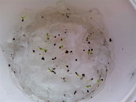 Примула (Первоцвет)