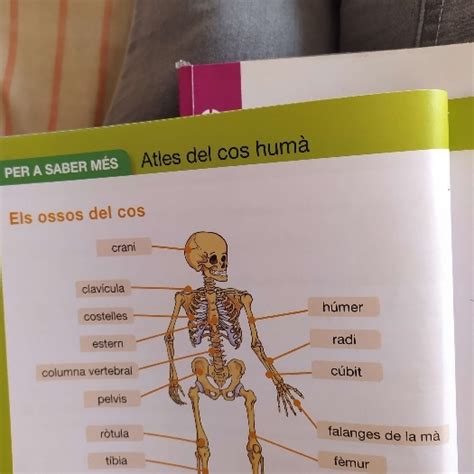 Els Ossos Del Cos Primaria