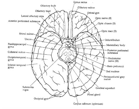 Inferior View Of Cerebrum Diagram Quizlet