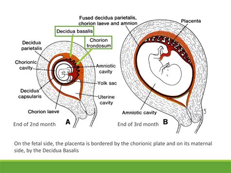 Chorion In Uterus