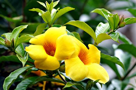 sarga allamanda allamanda images pixabay