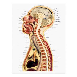 Anatomy Postcards | Zazzle.co.uk