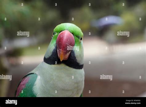 ring necked parrot stock photo alamy