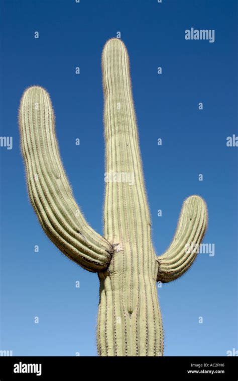 Cactus Arms Hi Res Stock Photography And Images Alamy