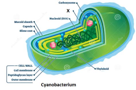 Draw a welllabelled diagram of cyanobacteria