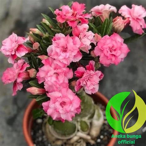 Jual Tanaman Hias Bunga Adenium Tumpuk Super Pink Pohon Kamboja