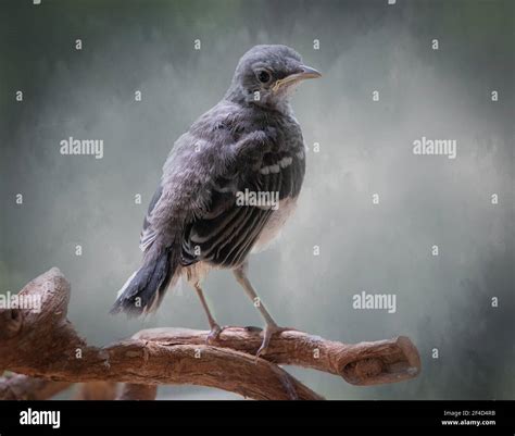 Baby mockingbird in a rescue facility Stock Photo - Alamy