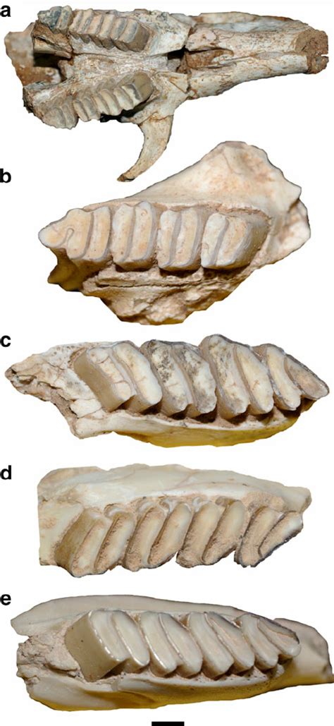 Representative Specimens Of Prolagostomus Sp In Occlusal View A