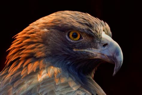 Why Eagles Have Such Incredible Vision Audubon