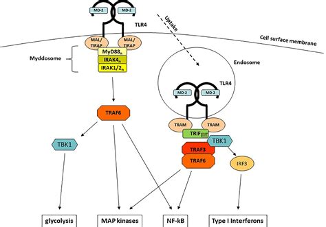 Frontiers Lipopolysaccharide Recognition In The Crossroads Of Tlr4