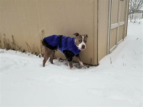 What Temperature Will A Dog Freeze To Death at Levi Gether blog