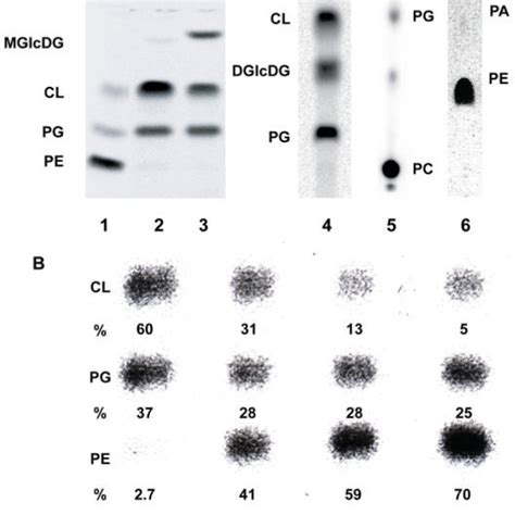 Structure Of Thiol Modifying Reagents And Their Reaction With A Thiol