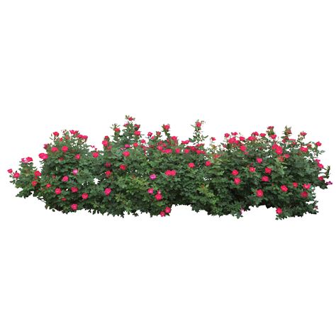 flower bush png flower bush png transparent