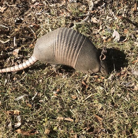 texans   moving  illinois armadillos wsj